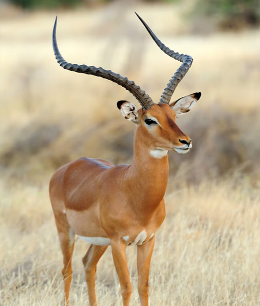 Tsavo East & West