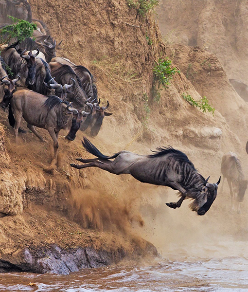 Maasai Mara