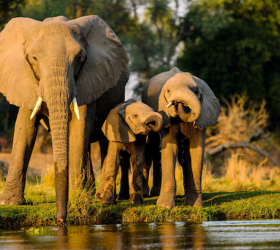 Amboseli