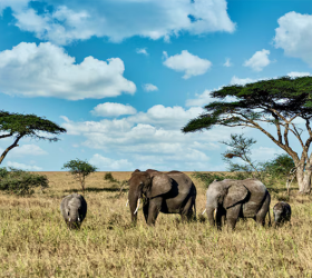 Maasai Mara