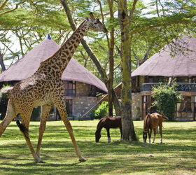 Naivasha