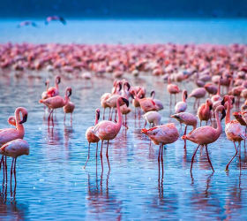 Nakuru
