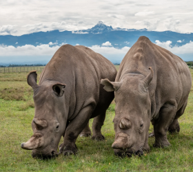 Ol Pejeta