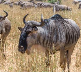 Serengeti