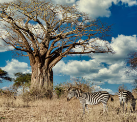 Tsavo